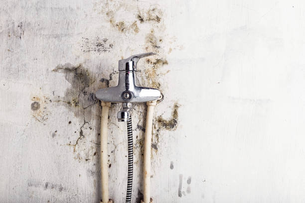 Best Mold Remediation  in Vaville, CA