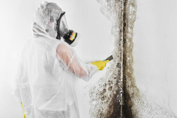Best Crawl Space Mold Removal  in Vaville, CA