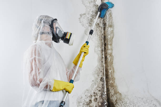 Best Same-Day Mold Removal  in Vaville, CA