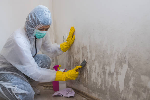 Vacaville, CA Mold Removal Company