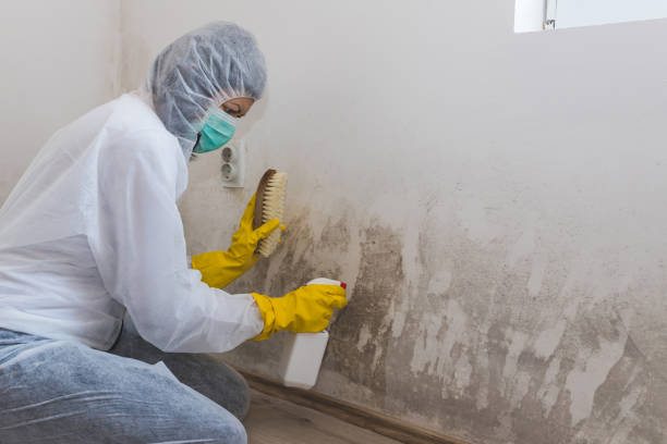 Best Mold Remediation Experts  in Vaville, CA
