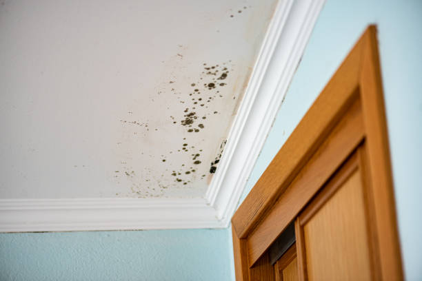 Best Mold Damage Repair  in Vaville, CA