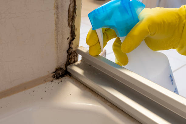 Best Mold Removal Company Near Me  in Vaville, CA