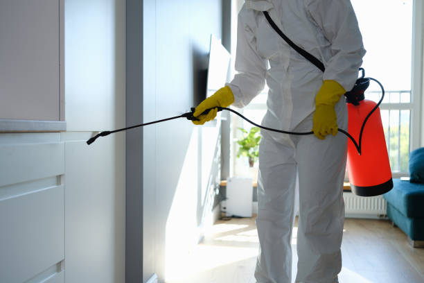 Best Certified Mold Removal  in Vaville, CA
