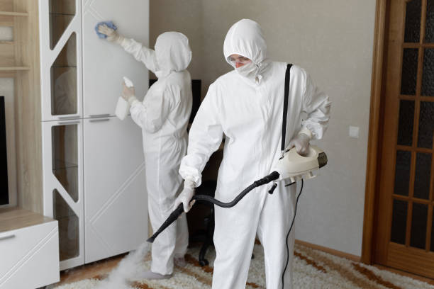 Best Local Mold Removal Service  in Vaville, CA
