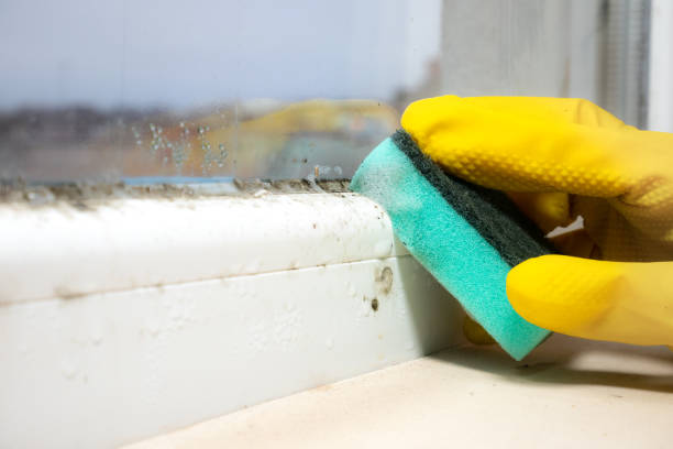 Best Crawl Space Mold Removal  in Vaville, CA