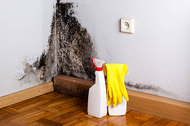 Best Mold Cleaning Services  in Vaville, CA