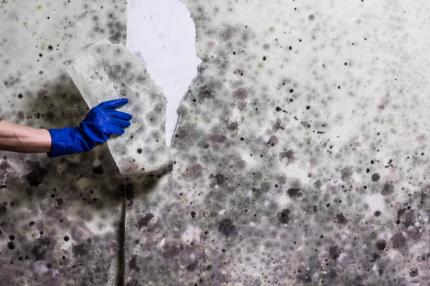 Best Attic Mold Removal  in Vaville, CA