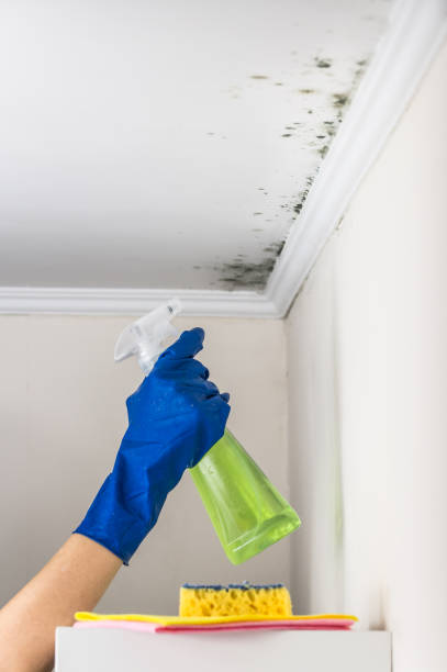  Vaville, CA Mold Removal Pros