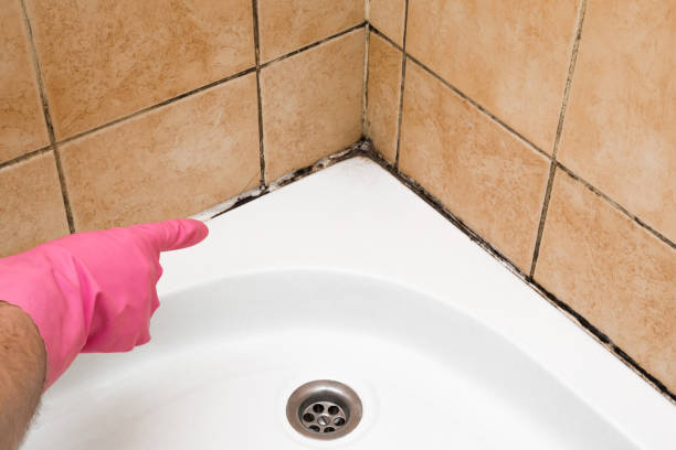 Best Office Mold Removal Services  in Vaville, CA